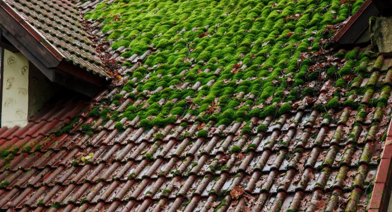 Nettoyage de toiture, Peinture & Hydrofugation de toit 36 Indre